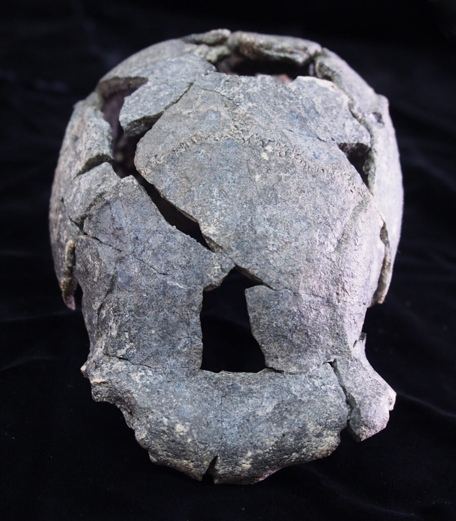 The DAN5 cranium, top/frontview. Image credit: Dr. Michael J. Rogers, Southern Connecticut State University