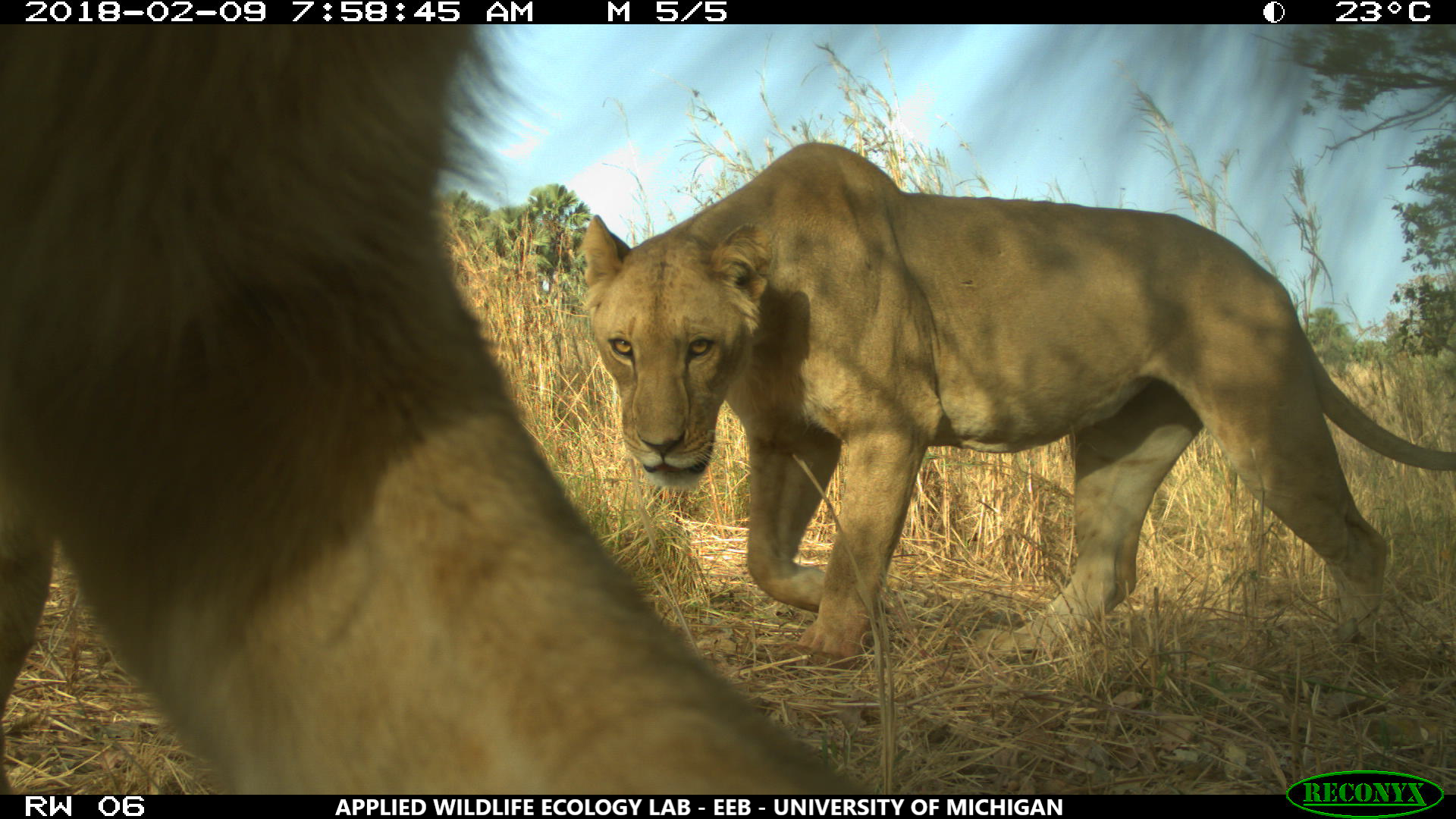 A female West African lion in Arly National Park, part of the W-Arly-Pendjari protected area complex. University of Michigan researchers used 238 motion-activated cameras to capture wildlife images across 5,000 square miles within three WAP Complex national parks and 11 hunting concessions. Image credit: University of Michigan Applied Wildlife Ecology Lab.