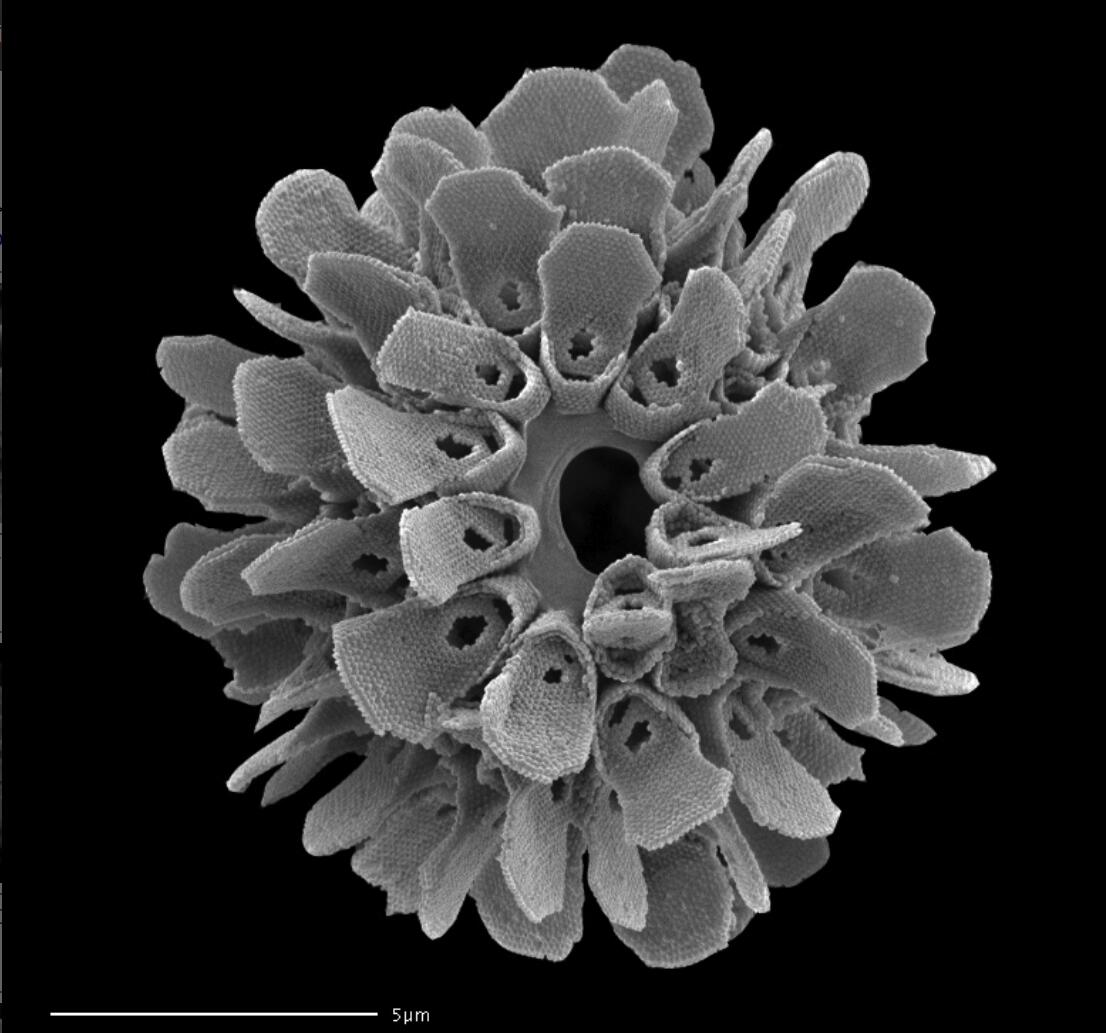 The limestone shell produced by the coccolithophore Syracosphaera anthos, one of the most complex particles on this scale found in nature, is more intricate than kayak particles but less intricate than the spiky synthetic particle. Courtesy of www.mikrotax.org