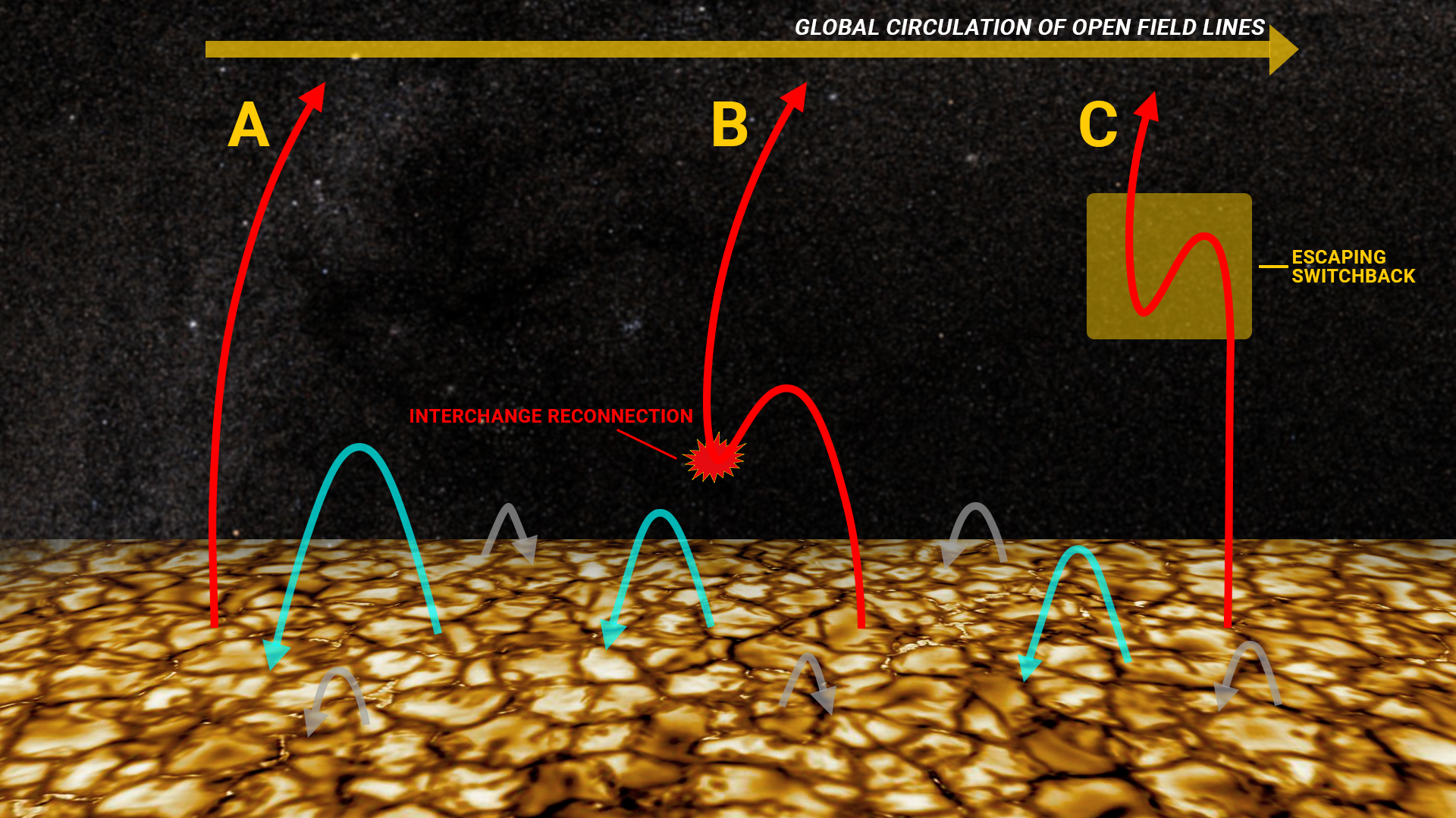 Illustration of global magnetic field circulation enabled by interchange reconnection on the surface of the sun. In this scenario an open magnetic field line is (A) dragged against a large coronal loop, by global circulation in the corona, (B) undergoes interchange reconnection, and (C) effectively jumps the approximate width of the originally closed loop, launching an S-shaped switchback in the magnetic field into the sun's corona. Image credit: Justin Kasper and Levi Hutmacher / University of Michigan Engineering