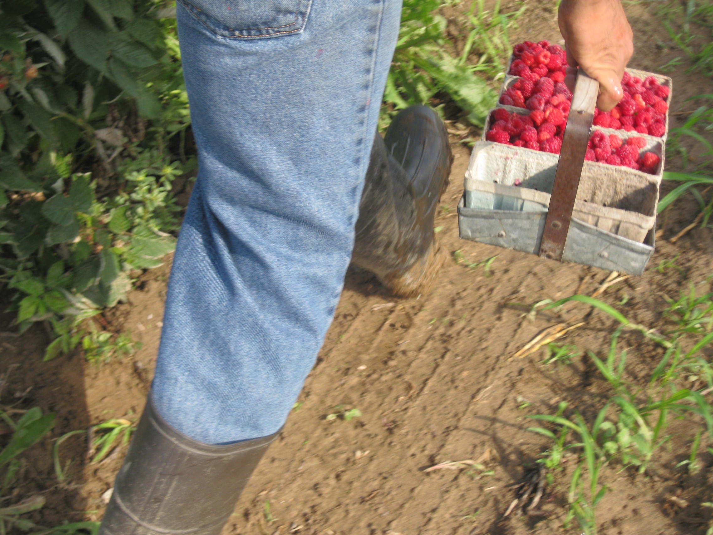 Raspberries. Image credit: Michigan Immigrant Rights Center