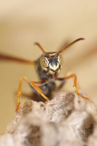 paper wasp sitting on nest