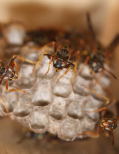 paper wasp nest with multiple workers