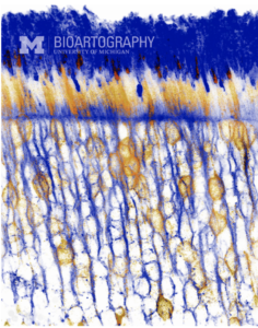 Seeing the Light by Jillian Pearring, Ph.D., Assistant Professor, Department of Ophthalmology and Visual Sciences, University of Michigan Medical School