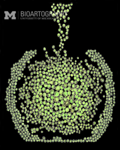 "Family Tree" by Greggory Myers, Graduate Student, Cell and Developmental Biology (Khoriaty Laboratory), Department of Internal Medicine, University of Michigan Medical School