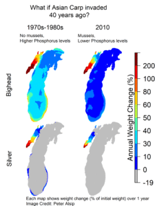 The four maps show how levels of the nutrient phosphorus and the presence or absence of quagga mussels in Lake Michigan affect annual weight change for bighead and silver carp. The maps compare conditions in the lake in the 1970s and 1980s -- when quagga mussels had yet to establish and before efforts to reduce levels of the nutrient phosphorus were implemented and thus were much higher than they are today -- to 2010 conditions. Image credit: Peter Alsip. From Alsip et al. in Biological Invasions, July 2020, https://doi.org/10.1007/s10530-020-02296-4.