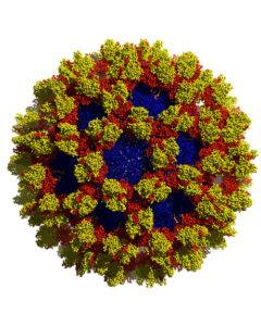 “Nasty Noro” BioArtography image. Digital depiction of the Noroviruses.