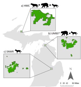 Map shows the three locations included in the U-M scat-analysis study, the Huron Mountain Club (HMC) in the Upper Peninsula and two Lower Peninsula sites: the University of Michigan Biological Station (UMBS) near Pellston and the Shiawassee National Wildlife Refuge (SNWR) near Saginaw. Animal icons indicate the presence of gray wolves, black bears and coyotes at HMC; black bears and coyotes at UMBS; and coyotes at SNWR. Image credit: U-M Applied Wildlife Ecology Lab, from Colborn et al. in the Journal of Animal Ecology (2020).
