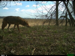 Coyote at the Shiawassee National Wildlife Refuge near Saginaw. Image credit: U-M Applied Wildlife Ecology Lab.