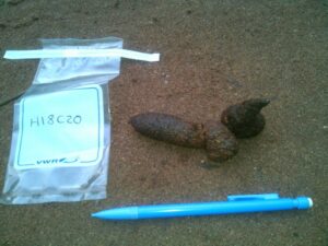 For the study, more than 350 carnivore scat samples were collected at the three Michigan locations. DNA analysis confirmed that 58 of them -- including this one -- came from coyotes. Image credit: U-M Applied Wildlife Ecology Lab.