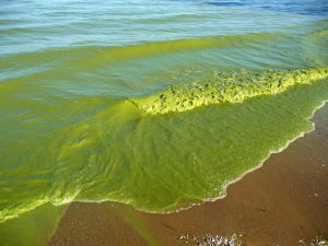 A Lake Erie algae bloom in September 2009. Image credit: Tom Archer