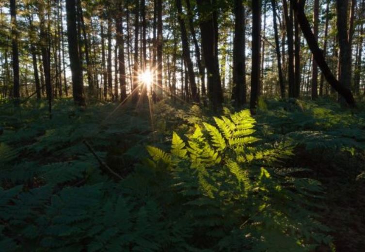 This summer, all classes at the Biological Station have been virtual.