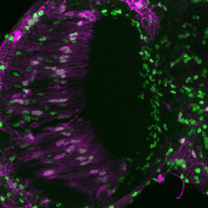 Glial cell marker, stained with an antibody, in green. Image credit: Nandakumar et al. (CC BY 4.0)