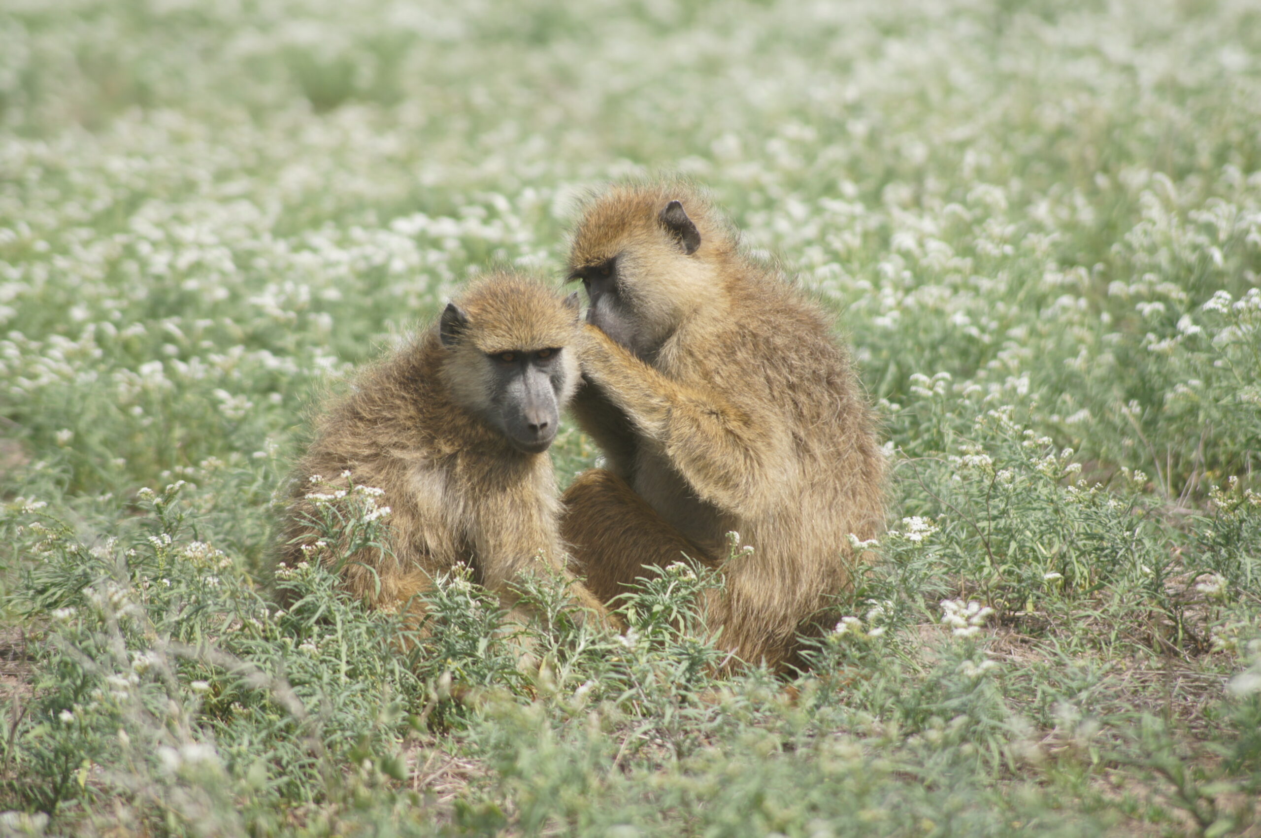 Baboons in flowers in Amboseli, Kenya