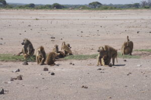 Baboons at a watering hole.