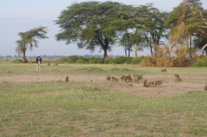 Person collecting data on baboons.