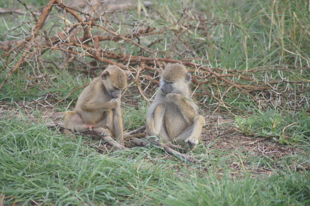 Baboons with acacia thorns.