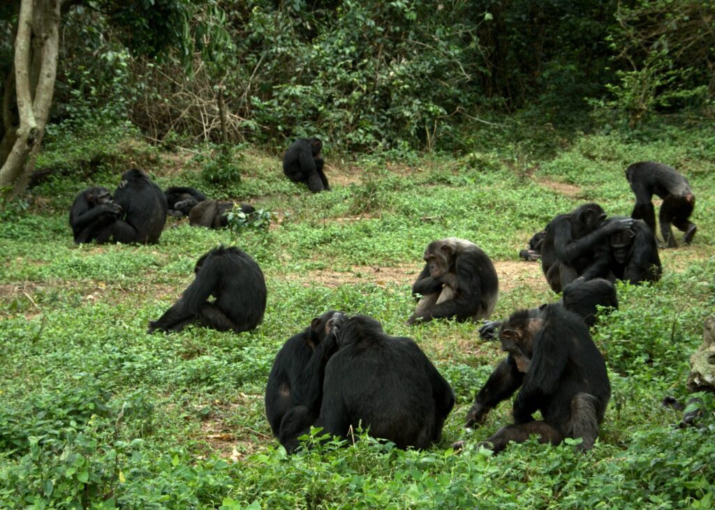 A group of chimpanzees foraging at Ngamba Island Chimpanzee Sanctuary in Uganda. Image courtesy: Innocent Ampeire