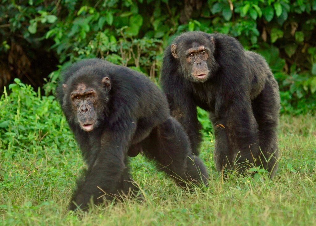 A pair of chimpanzees at Ngamba Island Chimpanzee Sanctuary in Uganda. Image courtesy: Innocent Ampeire
