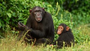 A parent and infant foraging at Ngamba Island Chimpanzee Sanctuary in Uganda. Image courtesy: Innocent Ampeire