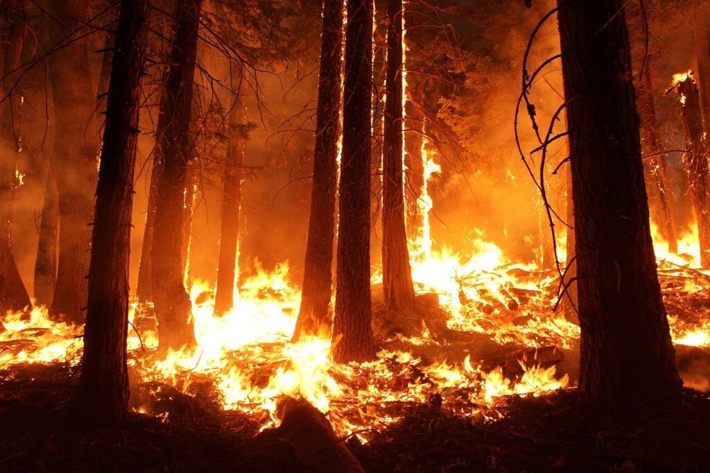 A forest on fire. Image credit: skeeze from Pixabay