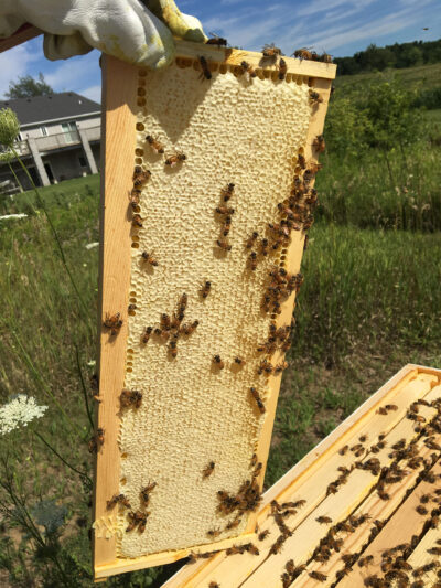 Jennette Green shows off one of the frames in her hive of honeybees. (Photo courtesy of Jennette Green)