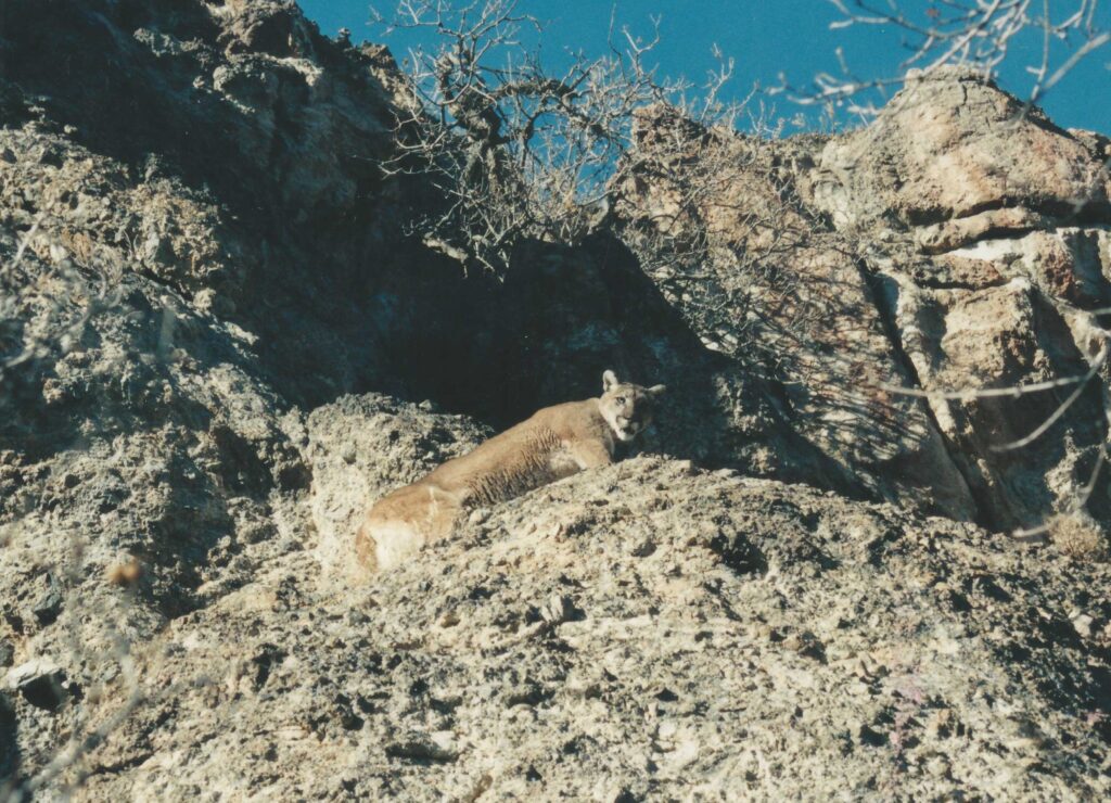 A cougar on cliffs in Utah's Oquirrh Mountains. Image credit:  David Stoner