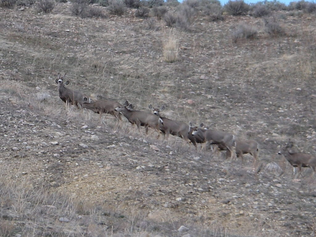 Mule deer on the outskirts of Salt Lake City, Utah. Image credit: David Stoner