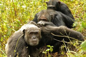 Kanyawara Chimpanzee Triad Grooming: Three males groom together in a chain—Likizo (a younger male) grooms Big Brown (an older male), who grooms Lanjo (another younger male). Image credit: John Lower.
