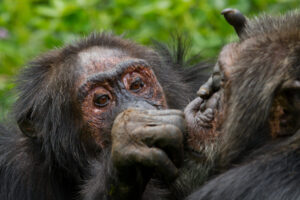Dyad of Kanyawara Chimpanzees Grooming: Stout, an older male (on left) grooms Big Brown (on right), another old male who is his long-term mutual friend. Image credit: Ronan Donovan.