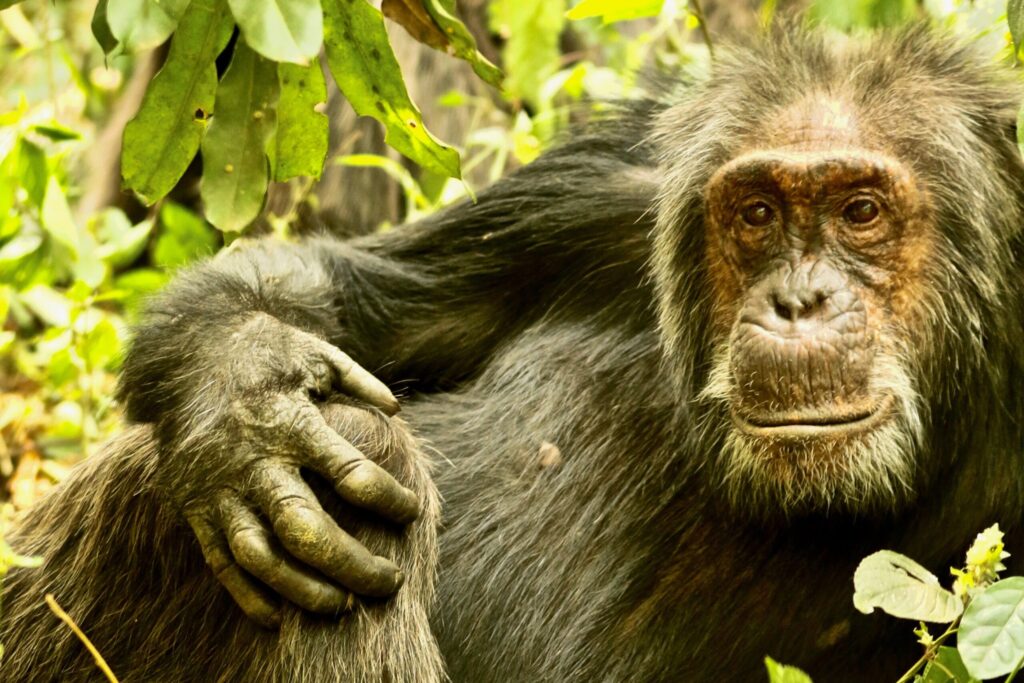 Kanyawara Chimpanzee Male: Big Brown is an older male in the group. Image credit: John Lower