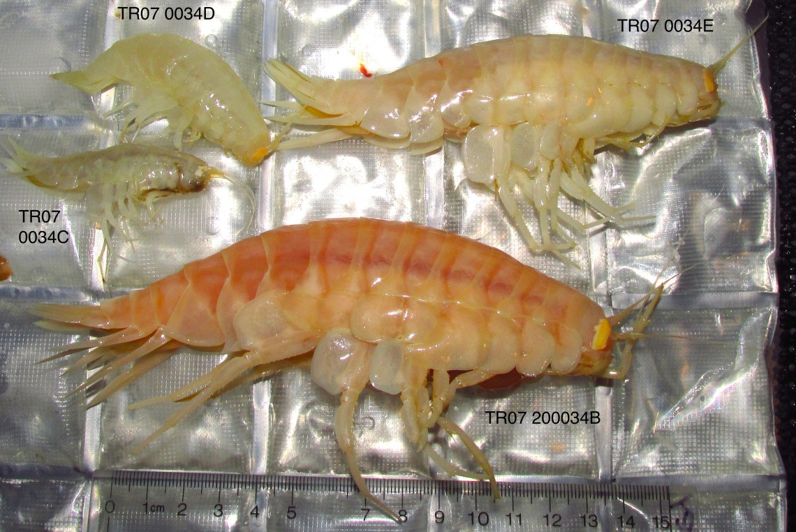 Shrimp-like crustaceans called amphipods collected from the Mariana Trench in the northwest Pacific Ocean. Image credit: Paul Yancey