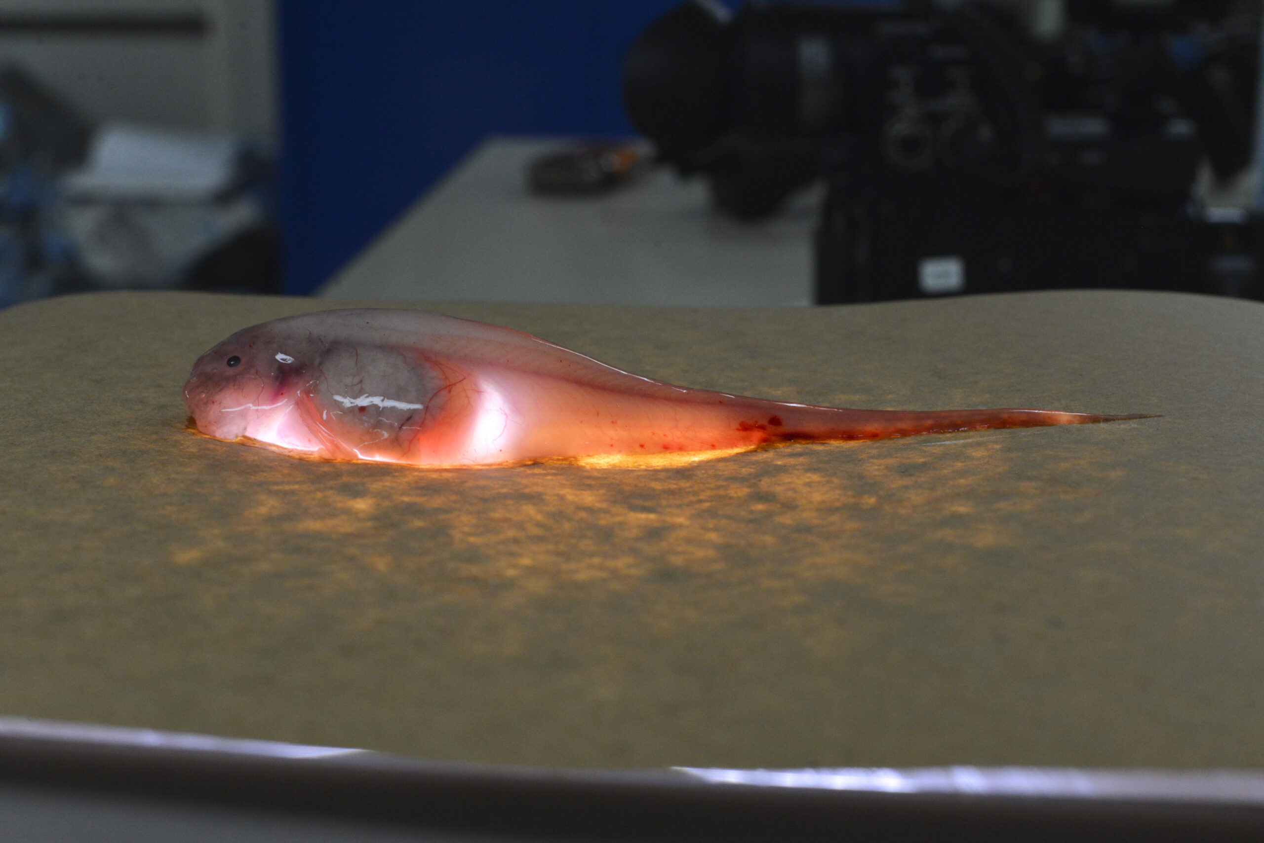 An illuminated snailfish collected from the Kermadec Trench in the southwest Pacific Ocean. Image credit: Jeff Reid