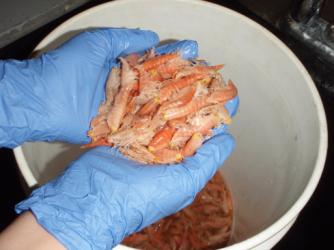 A handful of shrimp-like crustaceans called amphipods, collected from the Mariana Trench in the northwest Pacific Ocean. Image credit: Stuart Piertney