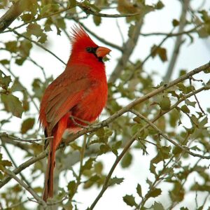 The northern cardinal has a relatively low-frequency song and has delayed breeding in response to noise pollution, according to a new study in the journal Nature. Image credit: Dave Keeling