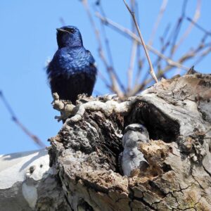 The western bluebird has benefited from light pollution in terms of reproductive success, according to a new study in Nature. Image credit: Dave Keeling