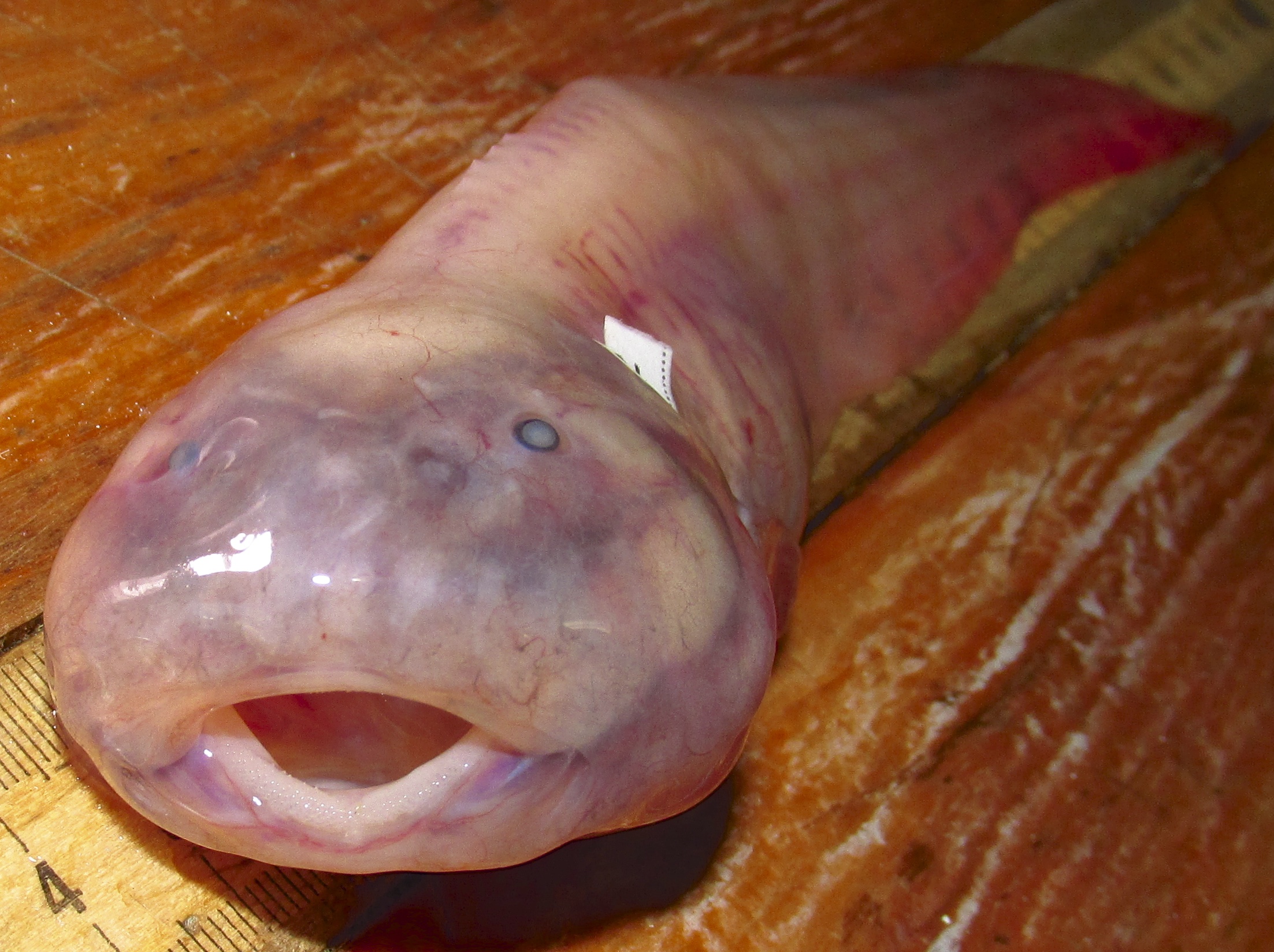 A snailfish collected from the Kermadec Trench in the southwest Pacific Ocean. Image credit: Paul Yancey