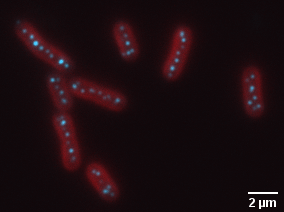 Pictured is a fluorescence image of cyanobacteria, in red, with carboxysomes, in cyan. Image credit: Biteen and Vecchiarelli Labs