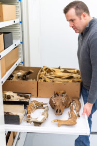 Cody Thompson, mammal collections manager and assistant research scientist at the U-M Museum of Zoology, opens a drawer containing moose bones collected on Michigan's Isle Royale. Image credit: Scott Soderberg, Michigan Photography