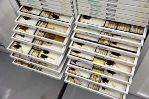 Drawer of bat specimens in the U-M Museum of Zoology collection. Image credit: Dale Austin, Michigan Photography