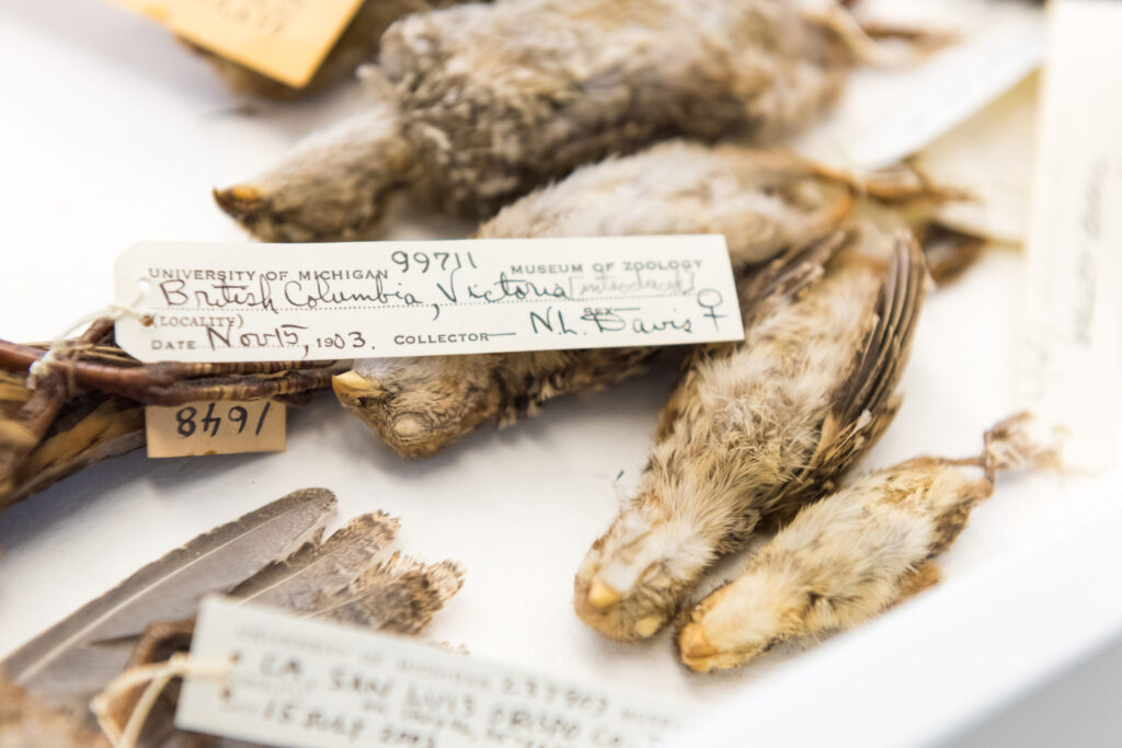 Young California quail collected in Victoria, British Columbia, in 1903. The specimens are part of U-M’s Museum of Zoology collection. Image credit: Daryl Marshke, Michigan Photography