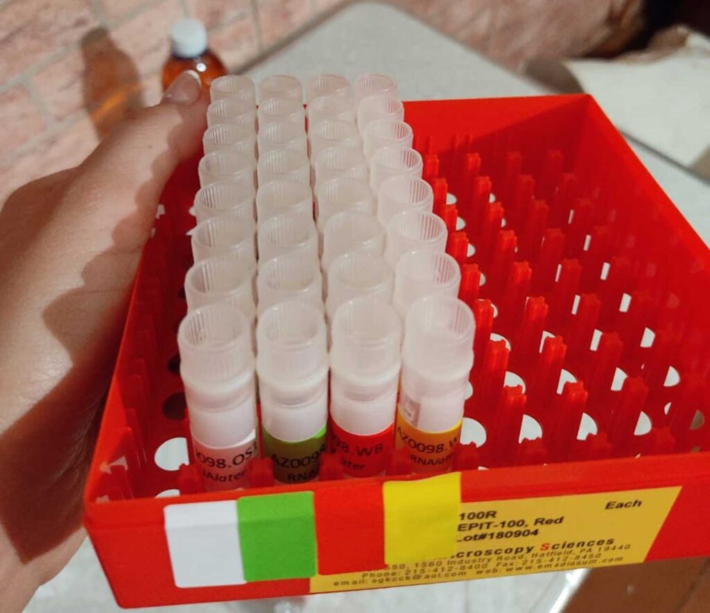Cryovials containing diagnostic samples collected from bats in Azerbaijan. Image credit: Nijat Hasanov
