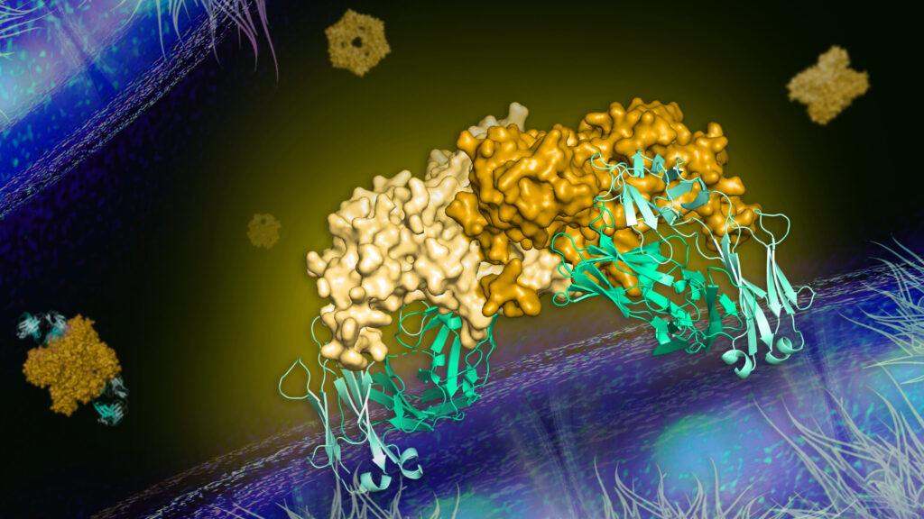 Researchers have revealed how one antibody (in green) is able to neutralize a protein that is central to the dengue virus’s ability to cause disease, by blocking the protein’s ability to interact with host cells. Image credit: Rajani Arora, U-M Life Sciences Institute
