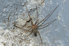 An adult male Loxosceles rufescens, also known as a Mediterranean recluse spider.