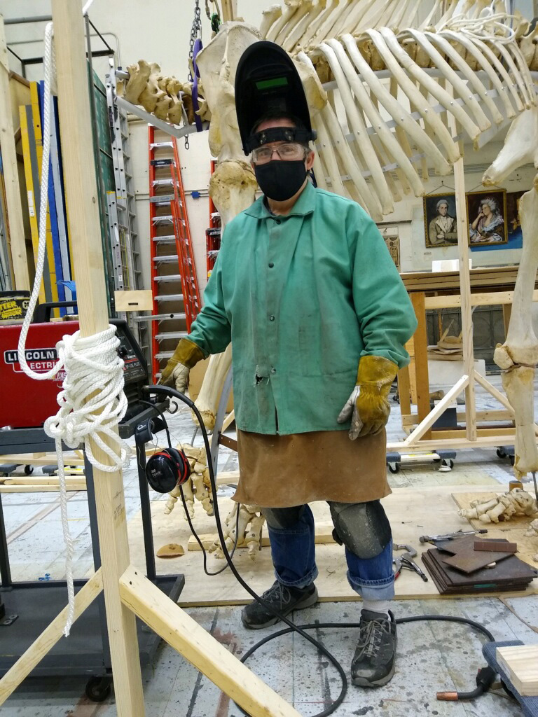 Dan Erickson properties carpenter/artisan in the School of Music, Theatre & Dance, works on remounting the skeleton of Iki, an Asian elephant whose bones were obtained by Wayne State University 40 years ago. (Photo courtesy of Dan Erickson)
