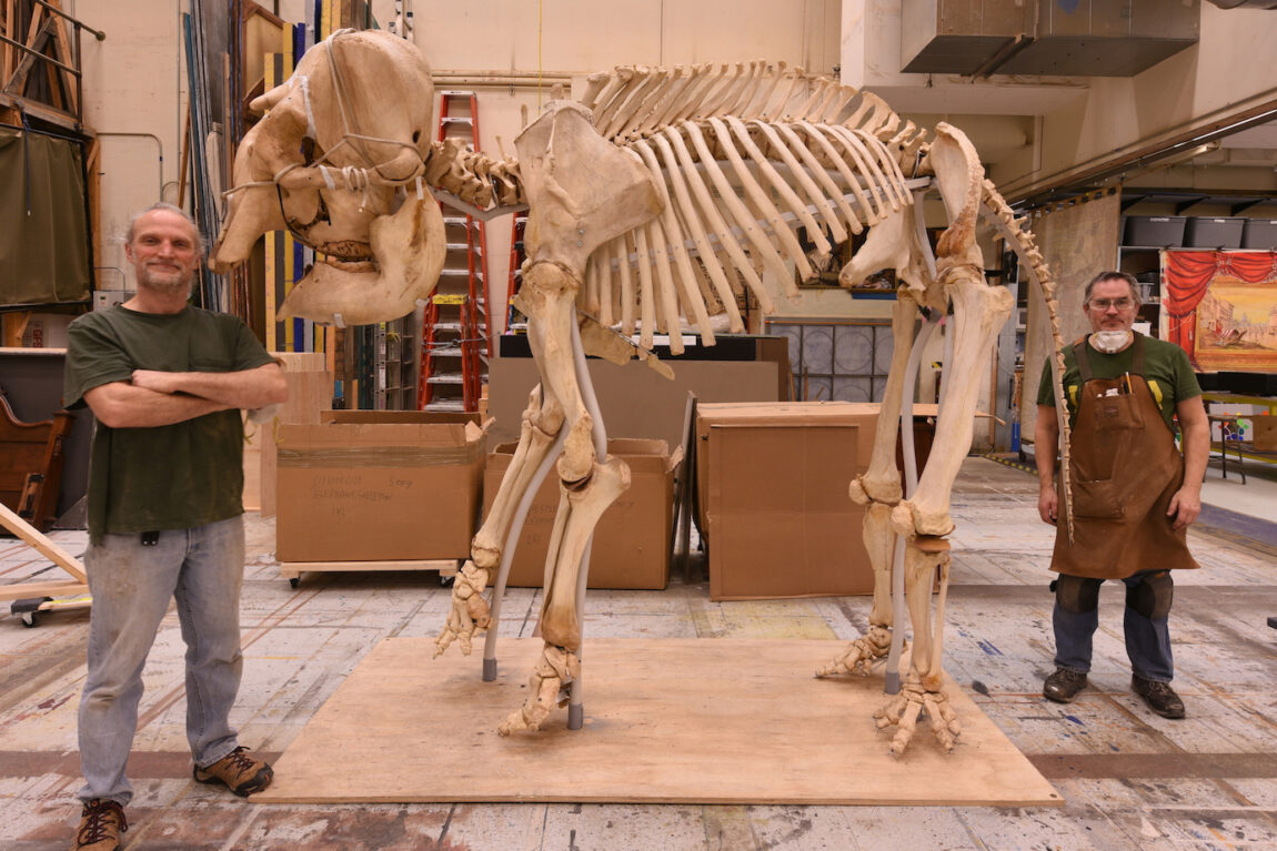 Dan Erickson, right, properties carpenter/artisan in the School of Music, Theatre & Dance, and U-M graduate Brian Cressman pose with the skeleton of Iki, an Asian elephant that has been on display at Wayne State University for decades. (Photo courtesy of Dan Erickson)