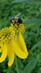 An eastern bumblebee on a wingstem flower. European honeybees and eastern bumblebees showed the highest levels of three common viral pathogens in the University of Michigan study. Image credit: Michelle Fearon, University of Michigan.