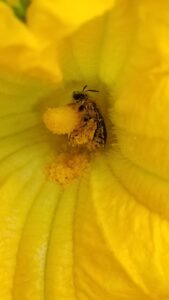 A female squash bee (Eucera pruinosa) covered in squash pollen. University of Michigan researchers collected more than 4,000 bees from 60 species at winter squash farms across the state, where both managed honeybee colonies and wild native bees pollinate the squash flowers. The number of bee species found at each farm ranged from seven to 49. Image credit: Michelle Fearon, University of Michigan.