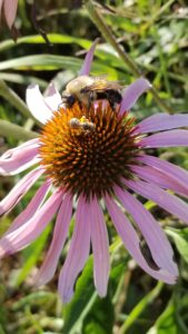 A male eastern bumblebee (Bombus impatiens) and a sweat bee on a cone flower. Bumblebees and sweat bees were part of a University of Michigan study showing that the most diverse bee communities have the lowest levels of three common viral pathogens. Image credit: Michelle Fearon, University of Michigan.