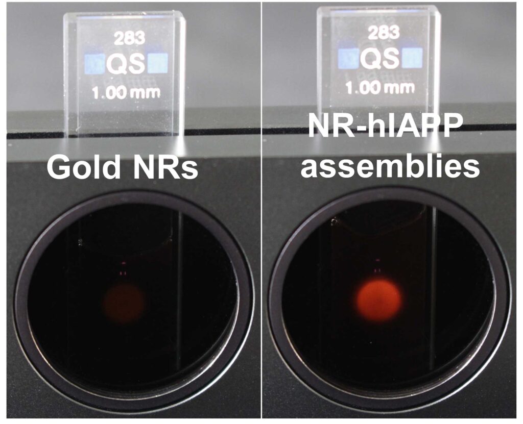 In the device on the left, gold nanorods permit a small amount of light through the two crossed-polarizers. This is akin to the signal showing that a drug designed to prevent amyloid plaques from forming is working. However, when the amyloid proteins assemble the gold nanorods into helices, a clear red light is visible through the polarizers, revealing that a drug has failed. Credit: Jun Lu, Jilin University and University of Michigan.